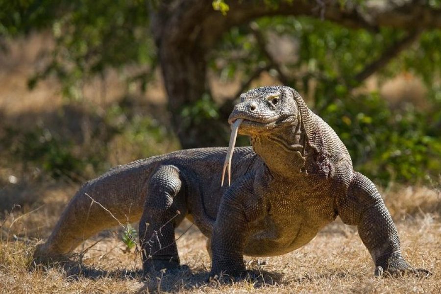 Komodo Experience