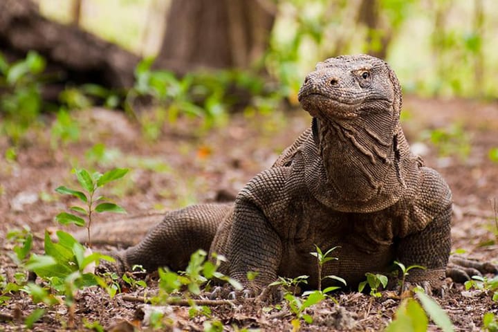 Komodo tours product choice