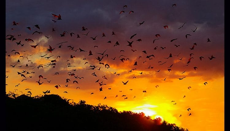 foxes soar across the vibrant sky on a private sunset tour in Labuan Bajo