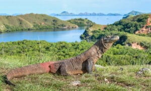stay in Labuan Bajo before Komodo tour